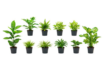Fototapeta premium collection of various green potted plants arranged in two rows, showcasing different types of foliage. plants are in black pots, highlighting their vibrant leaves, perfect for indoor decoration