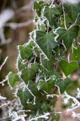 Gros plan de feuilles de lierre vertes recouvertes de givre sur un tronc d'arbre dans une forêt. Scène hivernale de forêt hivernale avec des branches et des feuilles givrées.