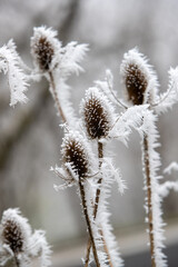 Dipsacus (chardon) recouvert de givre et de neige sur fond gris, lors d'une journée hivernale...