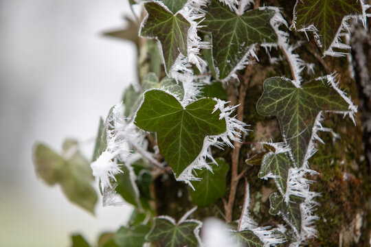 Gros plan de feuilles de lierre vertes recouvertes de givre sur un tronc d'arbre dans une for&ecirc;t. Sc&egrave;ne hivernale de for&ecirc;t hivernale avec des branches et des feuilles givr&eacute;es.