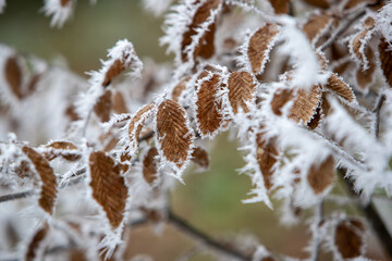 Gros plan d'une branche d'arbre avec des feuilles mortes marron, couvertes de givre dans une...