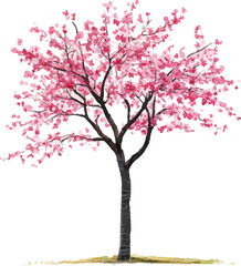 Obraz premium Cherry blossom tree, pink flowers on a white background