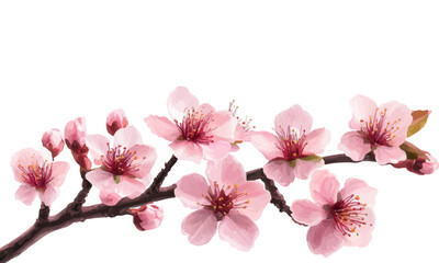 Cherry blossom tree, pink flowers on a white background