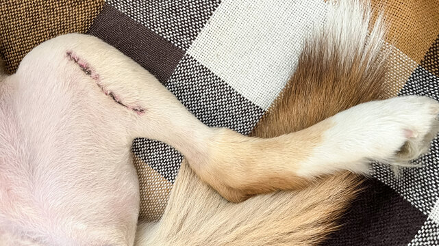 A one-week-old suture on a dog's hind leg after TPLO surgery for an anterior cruciate ligament injury.