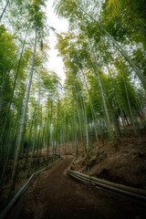 Fototapeta premium 奥へと続く竹林と細道 