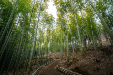 Obraz premium 奥へと続く竹林と細道 