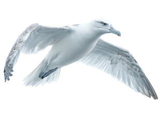 majestic bird soaring gracefully through sky, showcasing its large wings and elegant form