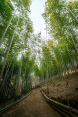 Fototapeta premium 奥へと続く竹林と細道 