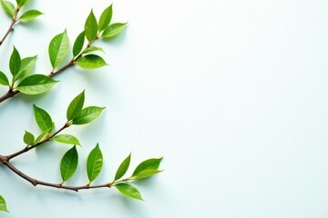 Fototapeta premium Pale green and brown branches scattered across a pristine white background, contrast, branches