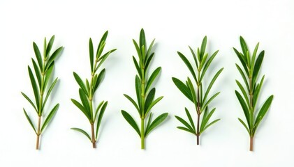 Fototapeta premium Isolated sprigs of rosemary on white background, green, herb, herbaceous