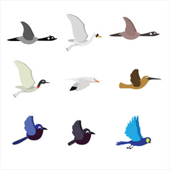 vector drawing set flying birds