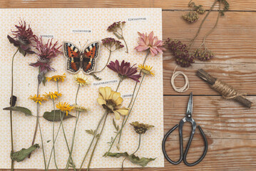 Charming dried flowers (monarda, chrysanthemums, yarrow) with embroidered butterfly, labeled in Russian. Process of making herbarium. Dried herbs and dried flowers for making herbarium.