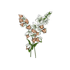 Vector watercolor sketch of buckwheat, hand drawn.