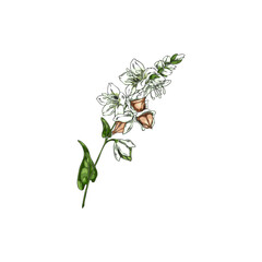 Buckwheat branch with flowers, leaves and seeds sketch, vector hand drawn agricultural blossom plant, cereal foliage