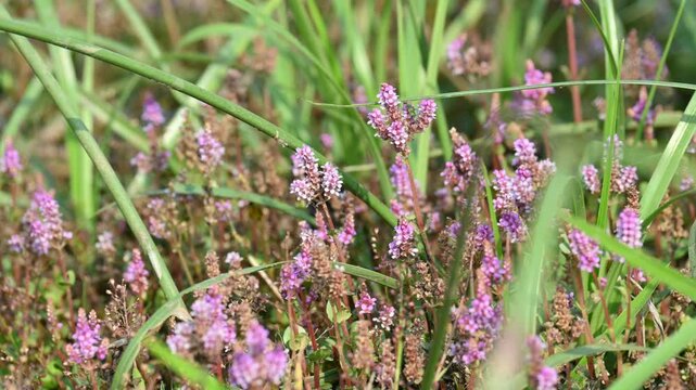 Dwarf rotala or Rotala rotundifolia flowers. It is an aquatic plant that has plenty of ornamental appeal to aquarium plant enthusiasts since it is one of the easiest to grow of the Rotala genus.
