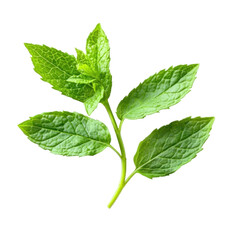 Obraz premium fresh green leaves