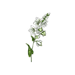 Vector illustration of buckwheat branch sketch with leaves, flowers and green fruits.