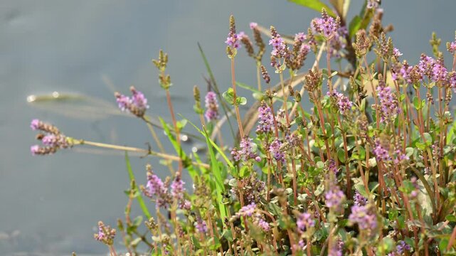 Dwarf rotala or Rotala rotundifolia flowers. It is an aquatic plant that has plenty of ornamental appeal to aquarium plant enthusiasts since it is one of the easiest to grow of the Rotala genus.
