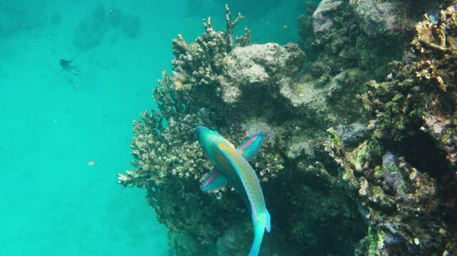 oral reef in the blue sea with a Pterois (Lion Fish), Egypt, Red Sea