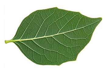 Fototapeta premium Detailed Green Leaf Structure with Veins and Texture for Nature Studies