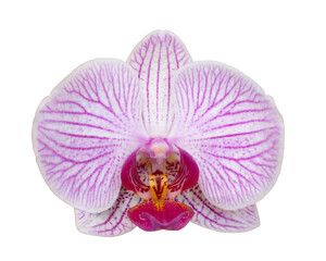 Orchidea. Storczyk. PNG.