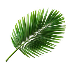 Obraz premium green leaf isolated on white