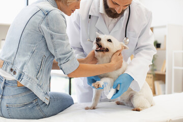 Veterinarian applying bandage to a small dog with injured leg while young woman helps. Depicts care, compassion, and pet treatment in a modern veterinary clinic