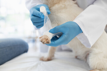 Veterinarian providing care to white dog by wrapping injured paw with medical bandage. Focused...