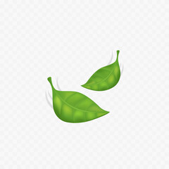 Green leaves. Spring leaf. vector