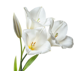 Obraz premium Beautiful white lilies arranged elegantly with a fresh bud on a transparent background, cut out
