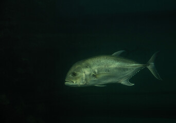 Fototapeta premium arge predatory fish close-up on a green background