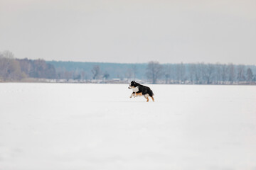 Miniature American Shepherd Running Across Frozen Lake in Winter