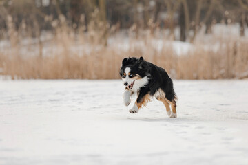 Miniature American Shepherd Running Across Frozen Lake in Winter