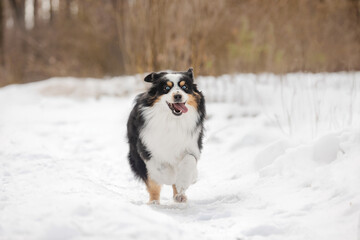 Miniature Australian Shepherd Running on Snowy Trail in Winter Forest