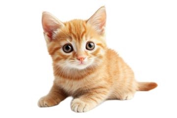 Adorable orange tabby kitten sitting sideways perfect for pet care animal lovers and cat themed content isolated on transparent background
