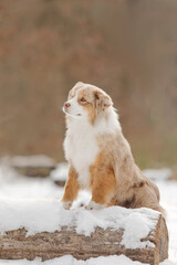 Australian Shepherd Puppy Standing on Snow-Covered Log in Winter Forest