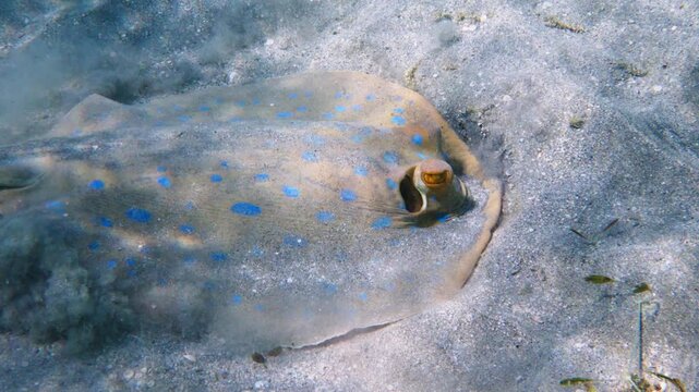 Bluespotted ribbontail ray (blue spotted fantail stingray) swimming in Red sea, Egypt