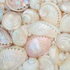 Mother of pearl abalone, turbo snail and troca seashell background. Decorative shell collection...