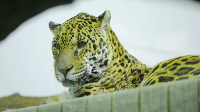Jaguar is laying down on a fence. The fence is made of wood and is located in a zoo