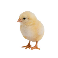 Obraz premium Cute Yellow Chick on White Background
