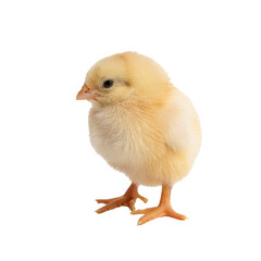Obraz premium Cute Yellow Chick on White Background