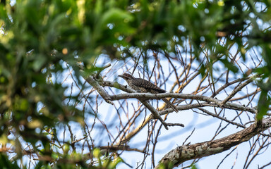 Magpie Shama thrush hunting on a sunny day in Thailand