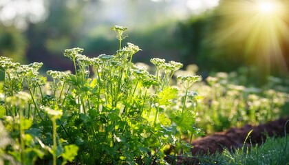 Fototapeta premium Cilantro plants (Coriandrum sativum) blooming in summer kitchen garden- 5936