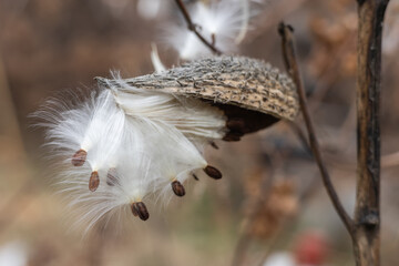 Common milkweed Asclepias syriaca knows as butterfly flower, silkweed, silky swallow-wort