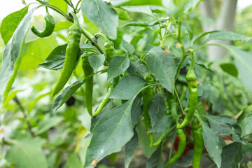 Obraz premium Chili pepper plantation with plastic film placed over the ground, yellow chilli pepper plant in a farmer's field
