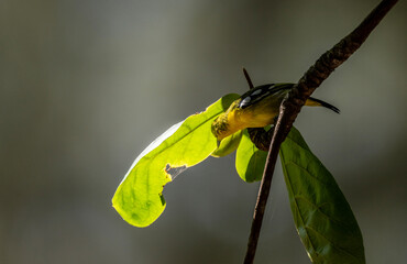 Magpie Shama thrush hunting on a sunny day in Thailand