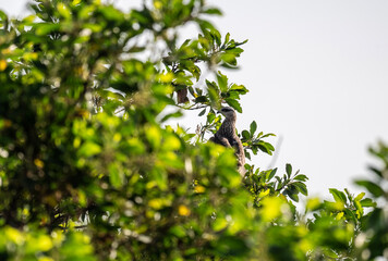 beautiful tropical bird hunting on a sunny day in Thailand