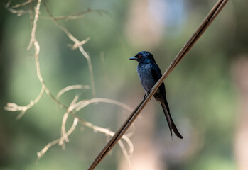 Naklejka premium Magpie Shama thrush hunting on a sunny day in Thailand