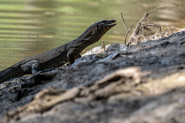 grey monitor lizard hunting on a sunny day in Thailand