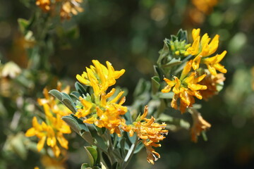 Medicago arborea (moon trefoil) is a flowering plant species in the pea and bean family Fabaceae.  